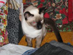 more kittens